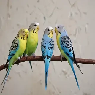 budgies