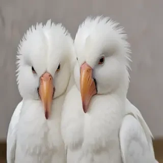 preening