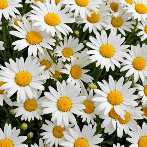 daisy desktop wallpaper
