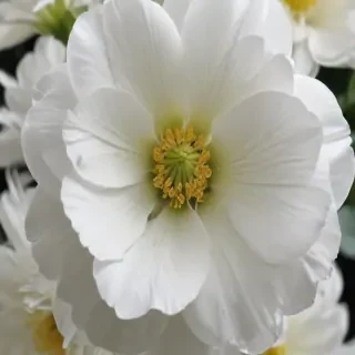 white flower transparent