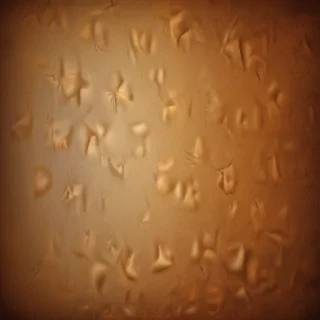 brown background wallpaper