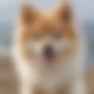 spitz dog