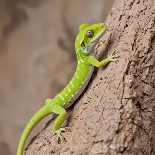gecko lizard