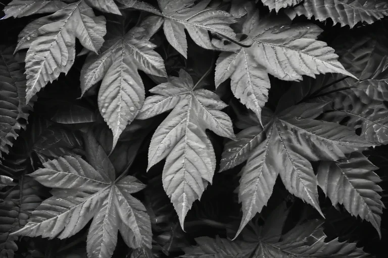 leaves black and white