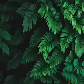 aesthetic green backgrounds