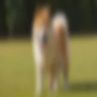 akita chow dog breed
