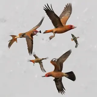 png birds flying