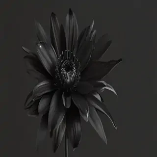 black flower png