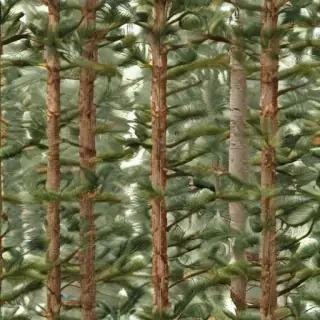 pine tree transparent
