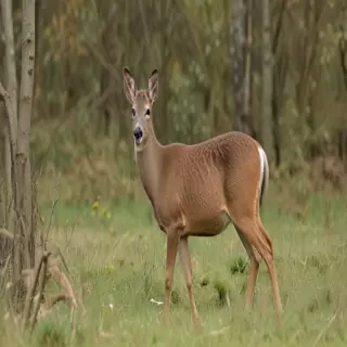 roe deer