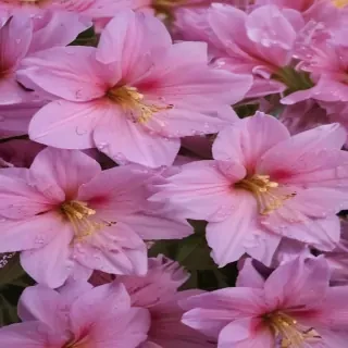 aesthic flower