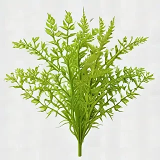 seaweed png