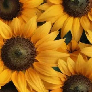 aesthetic sunflower background