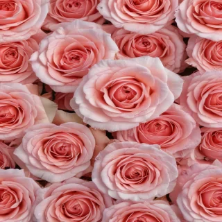 rose flower