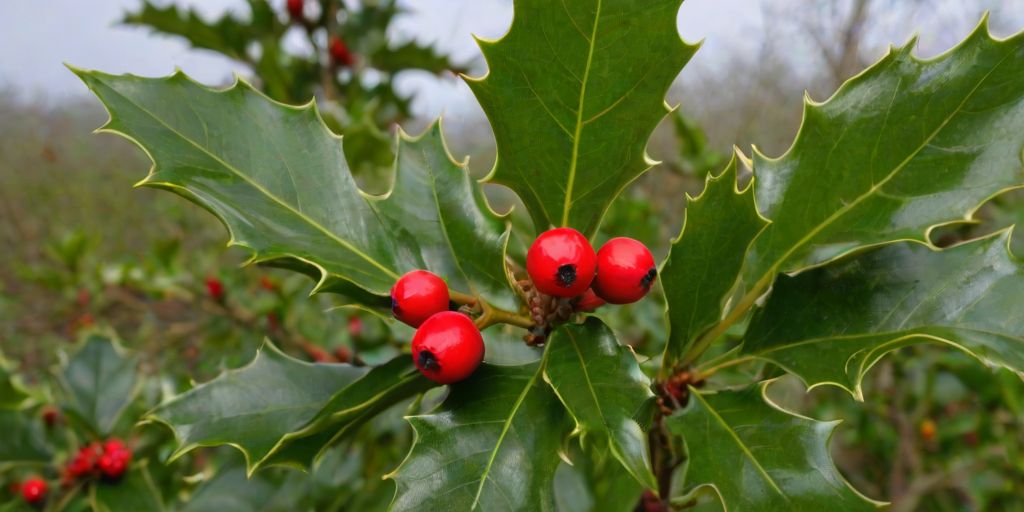 images of holly