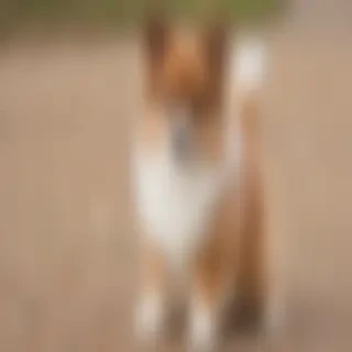 aussiepom dog breed