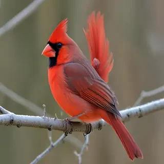 cardinal bird