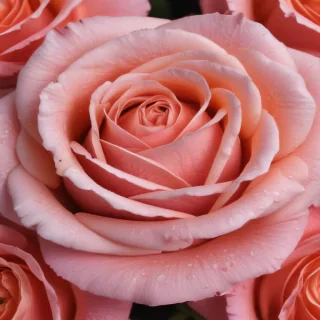 rose flower