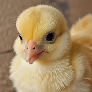 baby chicken