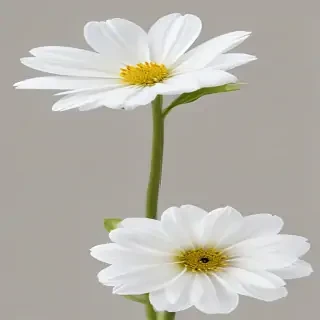 white flower transparent background