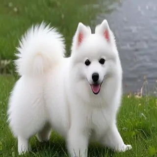 japanese spitz dog breed