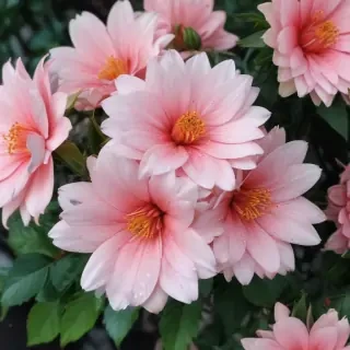 flower aesthetic wallpapers