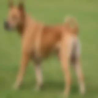 daniff dog breed