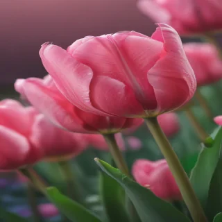 tulip iphone wallpaper