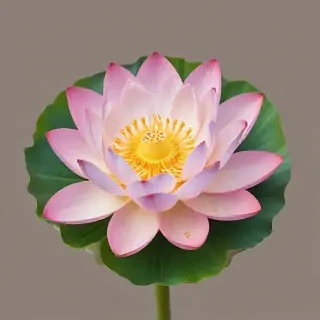 lotus png