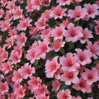 aesthetic backgrounds flowers