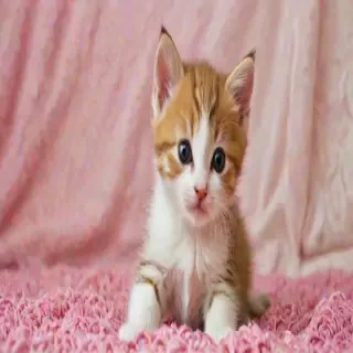 kitten wallpapers