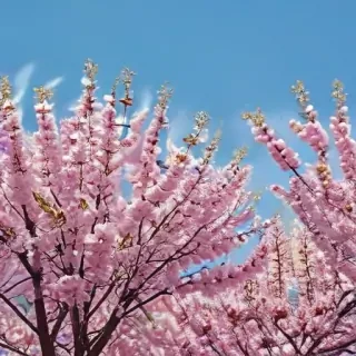 spring iphone background