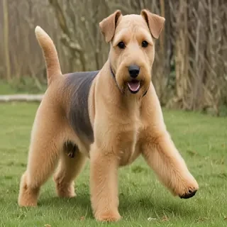 lakeland terrier
