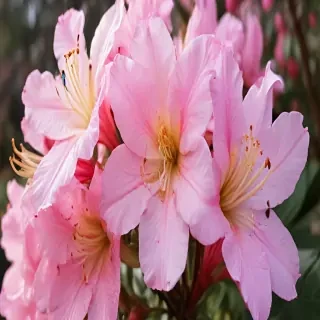 azalea flower