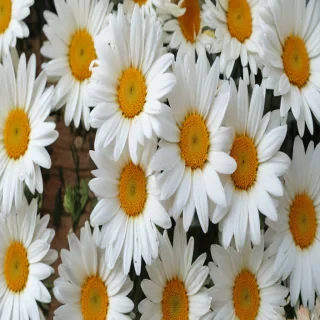 wallpaper daisy flower