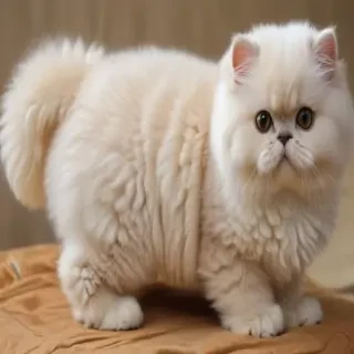 selkirk rex cat breed