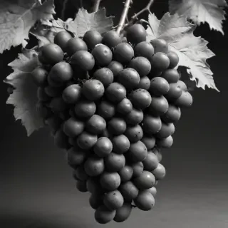 grapes clipart black and white