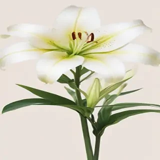 lily flower png