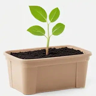 seedling png