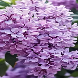 lilac iphone wallpaper
