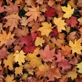 fall leaves