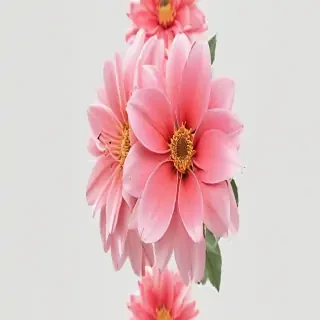 flower no background