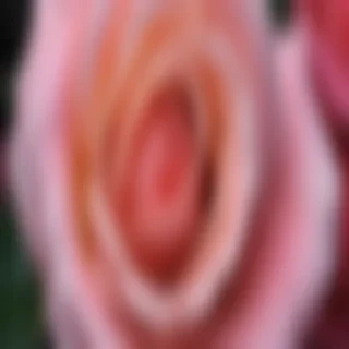 rose wallpaper 4k