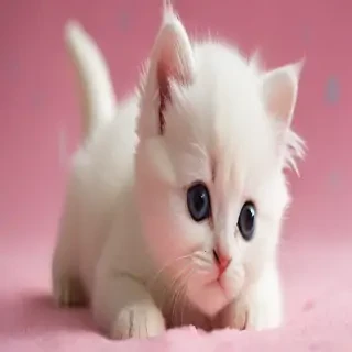 cute kitten wallpapers