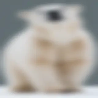 polar bear png
