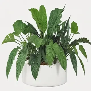 aesthetic plants png