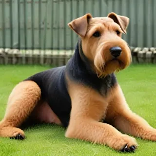 airedale terrier