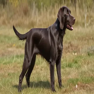 german longhaired pointer