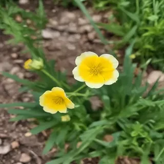 buttercup flower