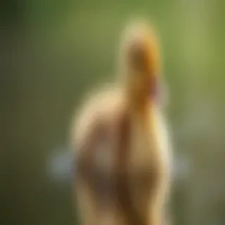 cute duck wallpaper